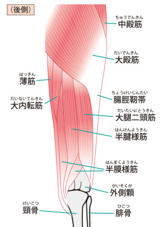 殿筋　イラスト